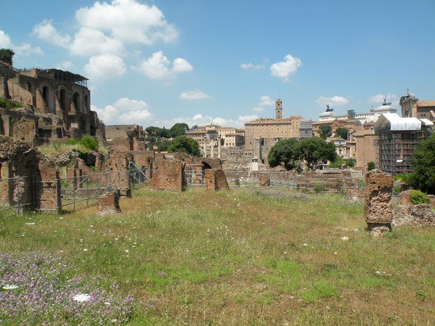  herbes folles sur le forum romain